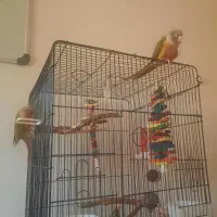 جفت گرینچیک اناناسی دبل رد