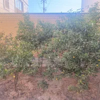 خانه ویلایی