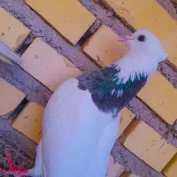 طوقی|پرنده|شادگان, |دیوار