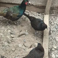 فروش انواع پرنده زینتی|پرنده|سنگر, |دیوار