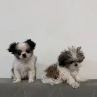 شیهواهوا کراس ، شیتزو توله دخترای نقلی