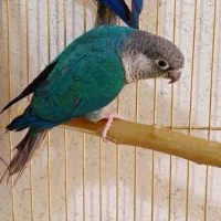 فروش انواع عروس هلندی و قناری