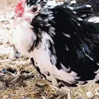 گلین تخم نطفه دار جوجه|حیوانات مزرعه|شیراز, پودنک|دیوار