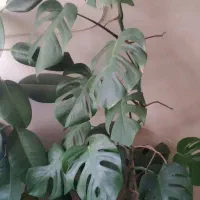 گل برگ انجیری، بگونیا خال سفید، قاشقی، سانسوریا|گل و گیاه طبیعی|شیراز, گود خزینه|دیوار