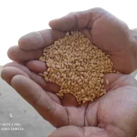 گندم بگراس بذری
