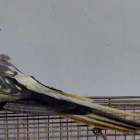 عروس هلندی ابلق|پرنده|آباده, |دیوار