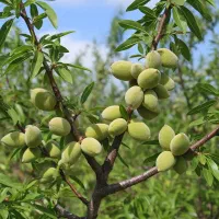 نهال پسته درجه‌یک، سودآوری بلندمدت با قیمت تولیدی|خدمات باغبانی و درختکاری|سمنان, |دیوار