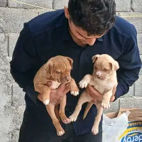 واگذاری توله پیتبول فقط تماس