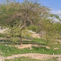 پودر رنگ قرمز هرمزگان