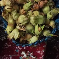 فندق تازه دیلمان