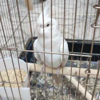عروس هلندی با قفس