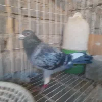 بازرگان نشسته