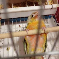 طوطی گرینچیک سرلاکی|پرنده|تهران, تاکسیرانی|دیوار