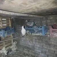 یک جفت کبوتر زاجر