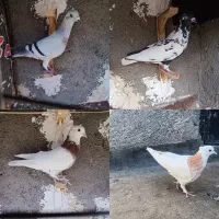 کفتر جوجه سار ابلغ افغانی طوقی هفترنگ جوجه سار سرخ