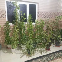 گل طبیعی و سرحال