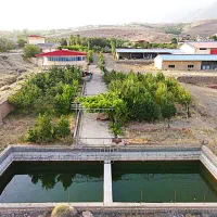 تولید و تکثیر و پرورش ماهی قزل‌آلا بوقلمون مرغ عشق