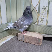 کبوترسرخ اخمو