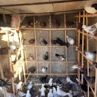 گنچ بر ۱۰۰|پرنده|دامغان, |دیوار