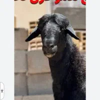 قوچ افشاری شهر داران