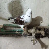 سلام داداشای گل ۳ تا ماده خوب فوری فروش