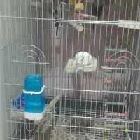 پرنده عروس و برزیلی|پرنده|لالجین, |دیوار