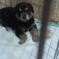 توله رتوایلر اصل ب ضمانت