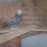 کبوتر  پرشی