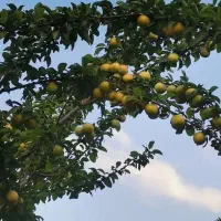 باغ و زمین هزارمتری