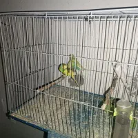 مرغ عشق|پرنده|مشگین شهر, |دیوار