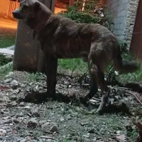 توله ۱۱ ماهه مادری افغان پدری خراسانی