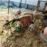 میش و بره جوان بره نروماده شیر مست ودوتابز بیگ نر