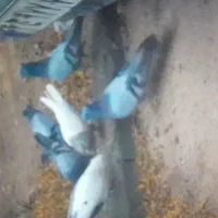 جفت سبز بلند