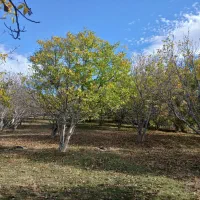 یک هکدار باغ گردو