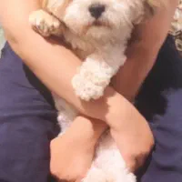 واگذاری شیتزو ،نر و شناسنامه دار