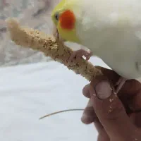 عروس هلندی لوتینو سخنگو رام ودستی|پرنده|الشتر, |دیوار