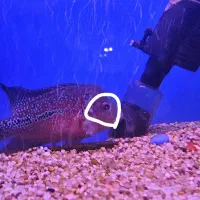 ماهی فلاور ماده توافقی معاوضه|ماهی|ری, دولتآباد|دیوار