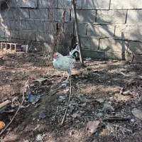 مرغ و خروس نژاد گلین|حیوانات مزرعه|گتاب, |دیوار