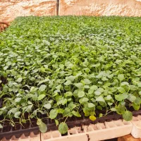 نشا کلم بروکلی و بنفش|خدمات باغبانی و درختکاری|شنبه و طسوج, |دیوار