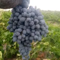 کشمش|خوردنی و آشامیدنی|خنداب, |دیوار