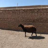 میش افشاری سرخ آبستن