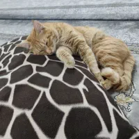 گربه گم شده|حیوانات|مشهد, طبرسی شمالی|دیوار