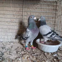 کبوتر مسافتی پلاکی|پرنده|حمیدیا, |دیوار