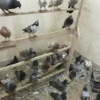 کفتر پرشی|پرنده|قم, آزادگان|دیوار