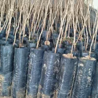 فروش عمده نهال پسته و بنه کوهی  و نهال پسته پیوندی