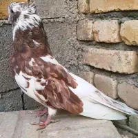 جفت آپاچی نقابی زیبا