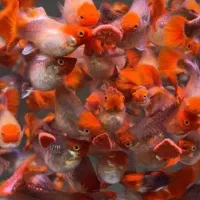 انواع ماهی گوپی|ماهی|اردبیل, |دیوار