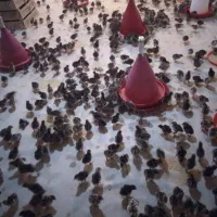 پروار بندی طیور|حیوانات مزرعه|اصفهان, شاهزاده ابراهیم|دیوار