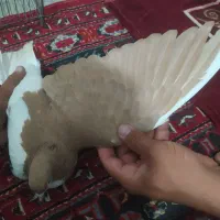 کفتر|پرنده|داراب, |دیوار