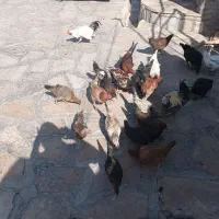 مرغو خروس محلی